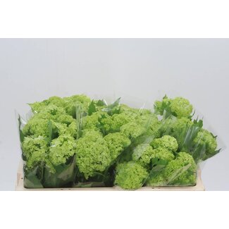 Freshy Sneeuwbal 2 Kop