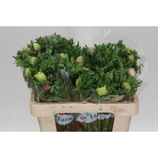 Freshy Anemone Co Galil Pastel