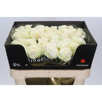 Freshy Rosa Dolomiti