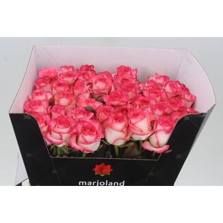 Freshy Rosa Jumilia X L