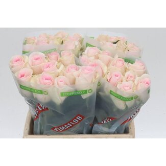 Freshy Rosa Revival Sweet