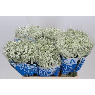 Freshy Veronica Smart Wave