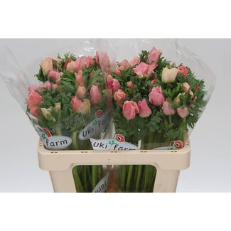 Freshy Anemone Co Carmel Barbi