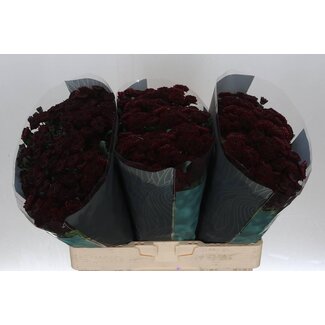 Freshy Chrysant santini Jinda Red