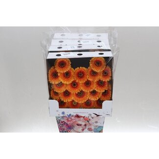 Freshy Ge Aqua .racket Mi Pomponi Bonita