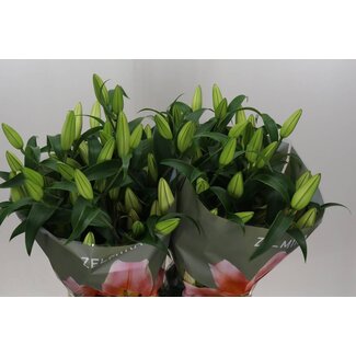 Freshy Lelie Oriental Aqua Zelmira