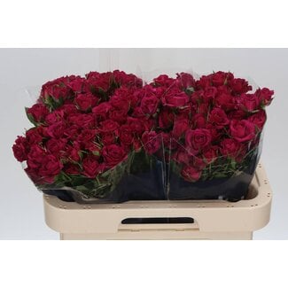 Freshy R tros Cheyenne