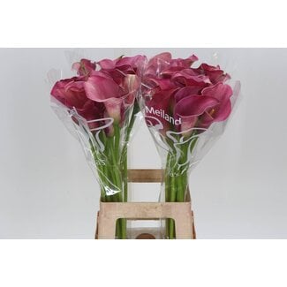 Freshy Zantedeschia Capt Romance