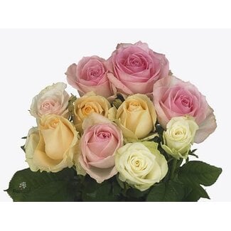 Freshy Rosa Pastel Gemengd in Bos