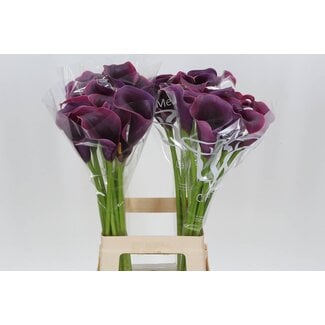 Freshy Zantedeschia Capt Promise