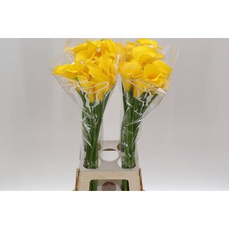 Freshy Zantedeschia Gold Medal