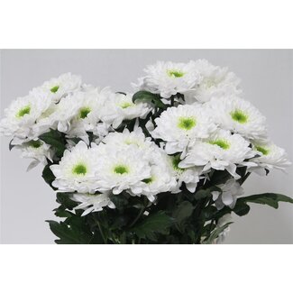 Freshy Chrysant T Commander