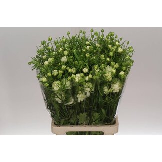 Freshy Ranunculus B Magical Chocolate