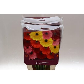 Freshy Ge Aqua .racket Gr Mix Basis