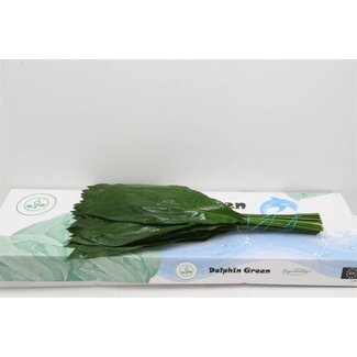 Freshy Aspidistra | Kleur: Groen | Lengte ± 70 centimeter | Per 5 bossen