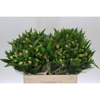 Freshy Alst.kort Layla