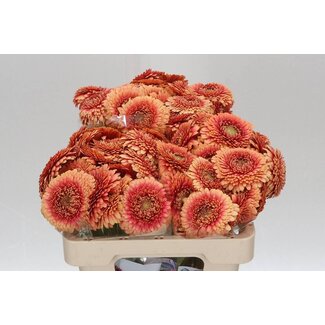 Freshy Germini. Aqua Pomponi Zenna M x20