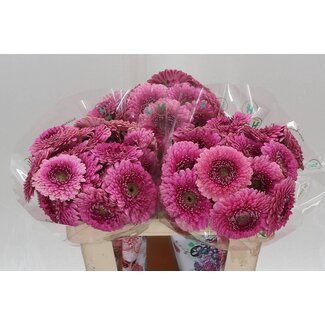 Freshy Germini. Aqua Pomponi Janou x20