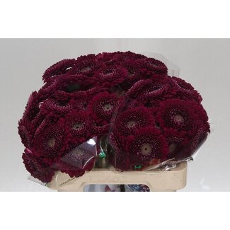 Freshy Germini. Aqua Pomponi Danee x20