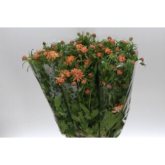 Freshy Ranunculus B Moderna Jupiter Star