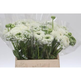 Freshy Ranunculus Ponpon Xxl X10 Igloo