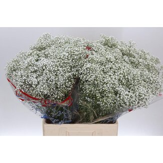 Freshy Gyps Pa Million Star