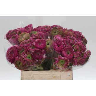 Freshy Ranunculus Ponpon L X10 Aladin