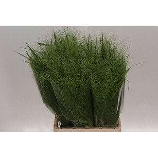 Freshy Panic Fountain