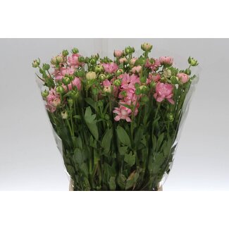 Freshy Ranunculus B Moderna Venus Star