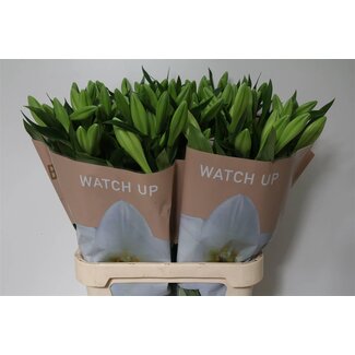 Freshy Lelie Longi Watch Up 2 Bloem