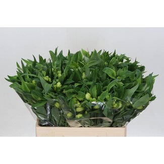 Freshy Alst.kort Virginia