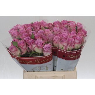 Freshy Rosa Thriller