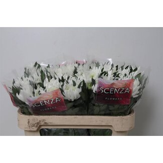 Freshy Chrysant deco Topspin