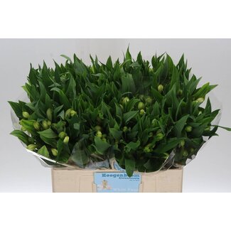 Freshy Alst.kort White Swan