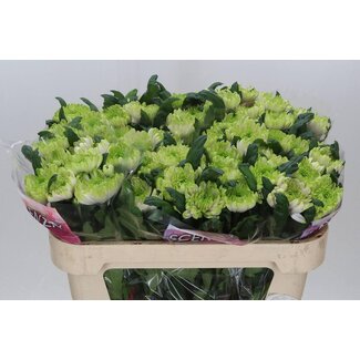 Freshy Chrysant deco Ross Charlotte