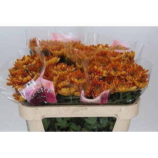 Freshy Chrysant deco Bellavista