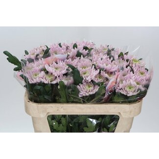 Freshy Chrysant deco Rossano