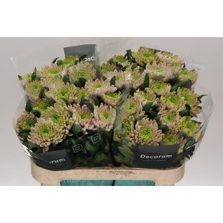 Freshy Chrysant deco Ross Charlotte