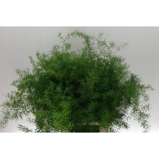 Freshy Asparagus Dens Sprengeri