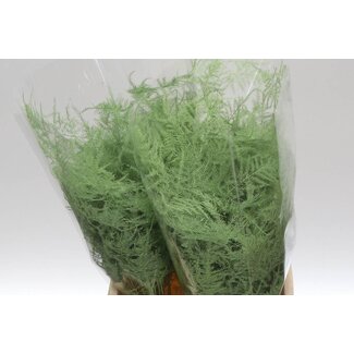 Freshy Asparagus Kort Mint