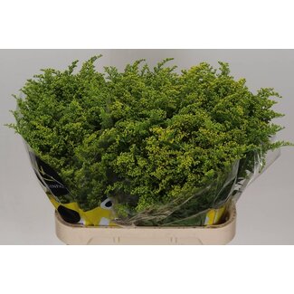 Freshy Solidago Carzan Glory