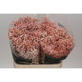 Freshy Gyps Kleurbehandeld Coral