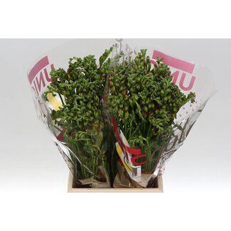 Freshy Freesia dubbel Expression