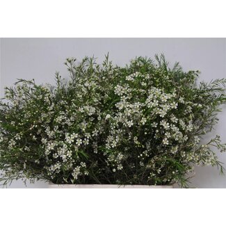 Freshy Chamelaucium Un Ofir