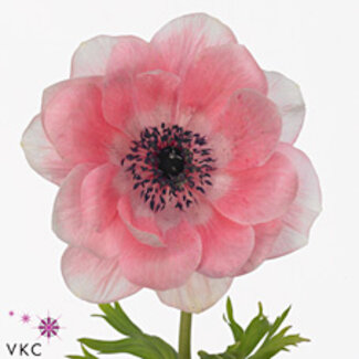 Freshy Anemone Mistral L X50 Pink