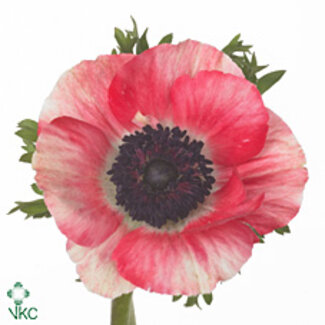 Freshy Anemone Mistral L X50 Red