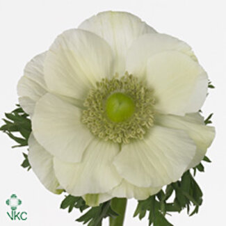 Freshy Anemone Mistral L X50 White