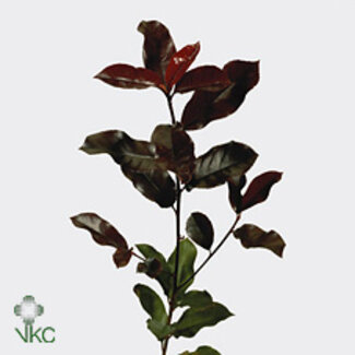 Freshy Photinia Red Flower 400gr (p. bos)