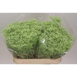 Freshy Gyps Kleurbehandeld Million Mint