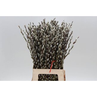 Freshy Salix Katjes